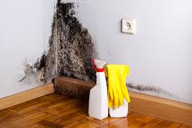 Best Black Mold Removal  in Palestine, IL